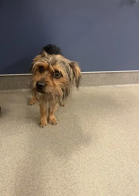 Umi - Yorkshire Terrier Yorkie