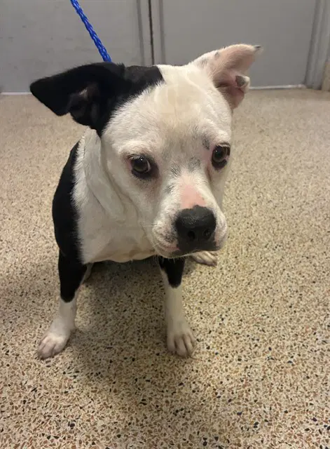 Lexi - French Bulldog