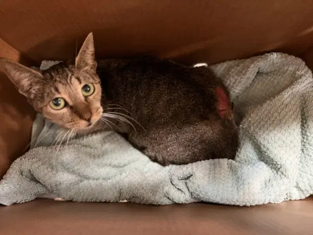 Queen - Domestic Short Hair