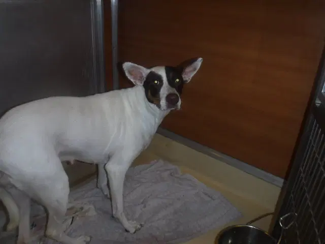 Ana - Terrier