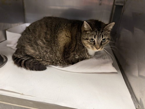 LINDSAY, a cat for adoption from Miami Dade Animal Services