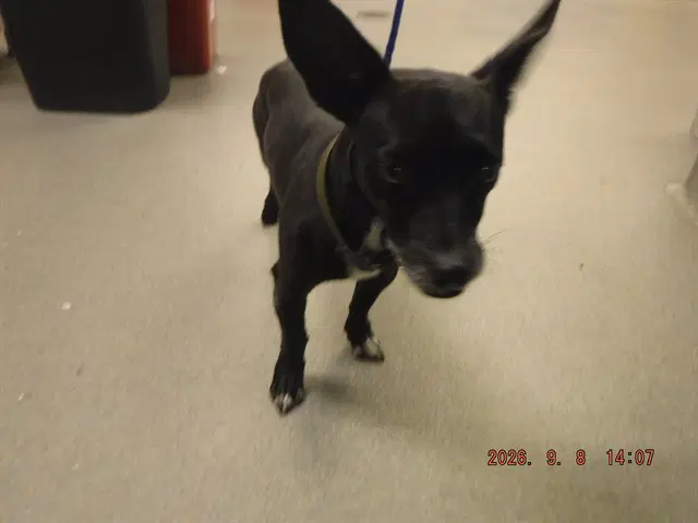Daffy - Chihuahua