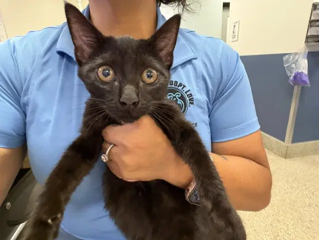 Sherry - Domestic Short Hair