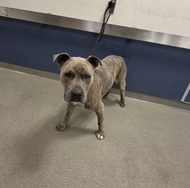 Blu Lavar - American Bulldog