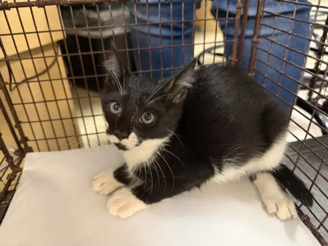 Roy - Domestic Short Hair