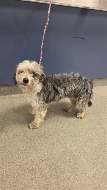 Percy - Shih Tzu