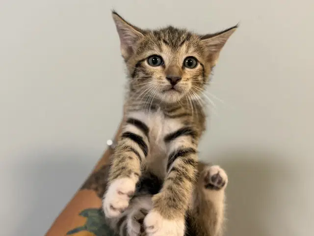 Honey - Domestic Short Hair