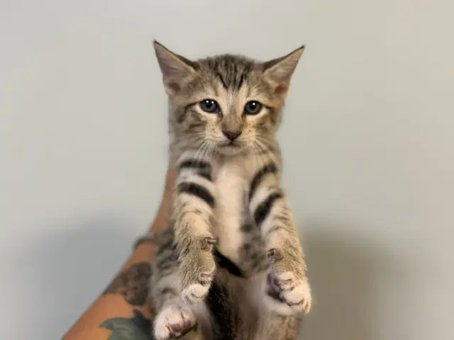 June - Domestic Short Hair