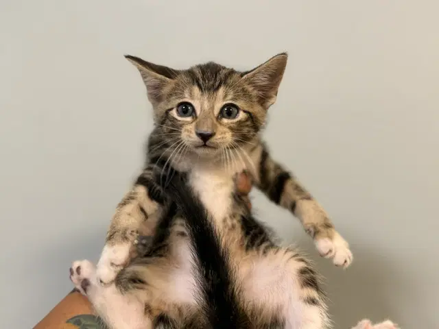 Joey - Domestic Short Hair