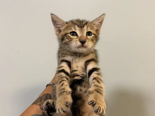 Mia - Domestic Short Hair