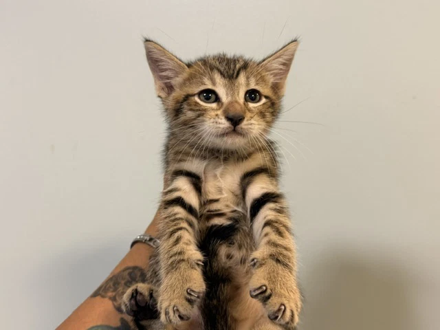 Mia