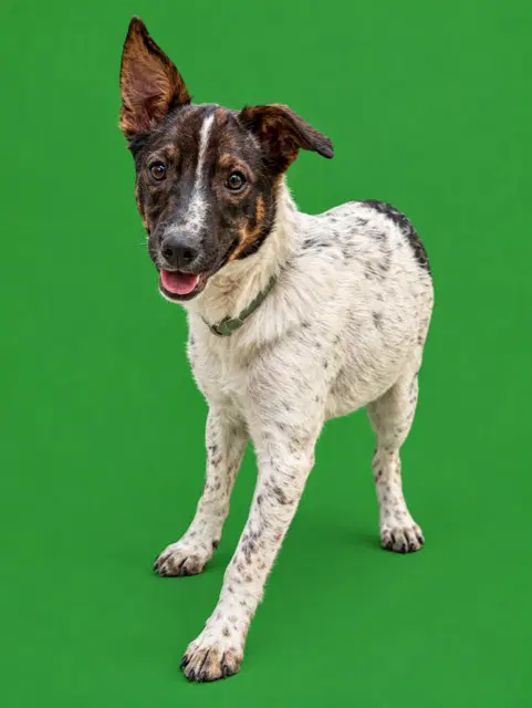 Pongo - Rat Terrier