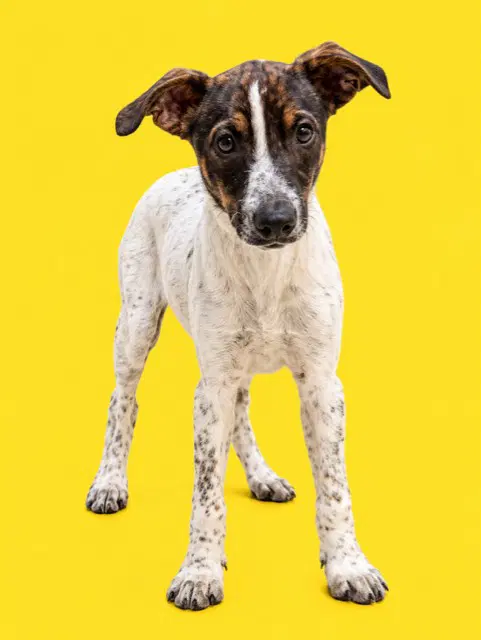 Mogly - Rat Terrier