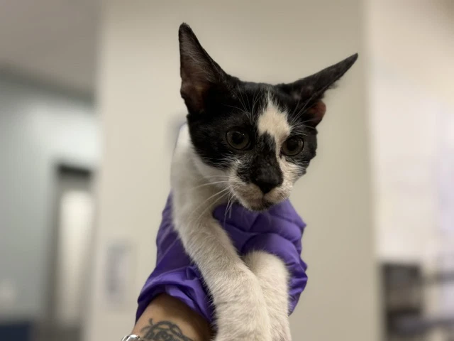 Oreo