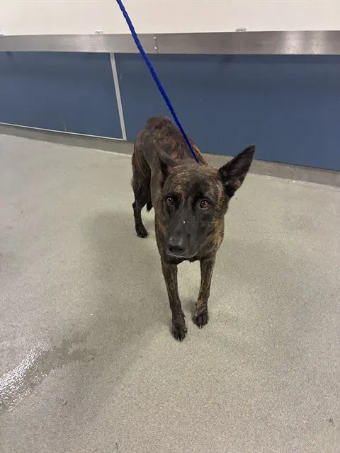 Tammy - Belgian Shepherd Malinois