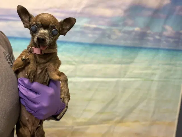 Lupe - Chihuahua