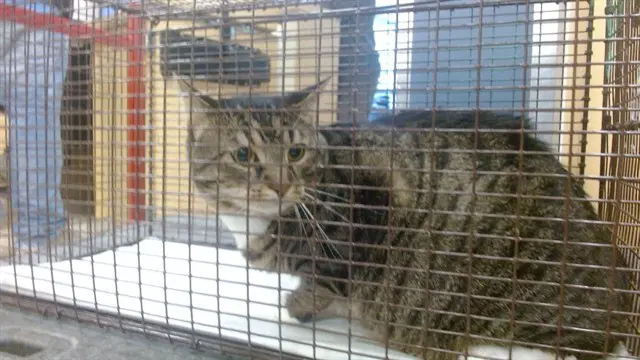 Cleo - Domestic Short Hair