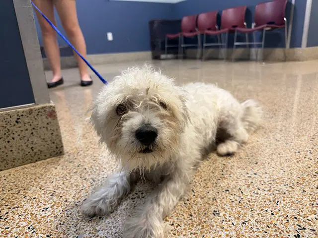 Francis - Bichon Frise