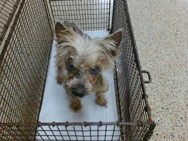 Chip - Yorkshire Terrier Yorkie