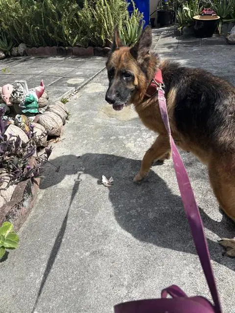 Laura - German Shepherd Dog