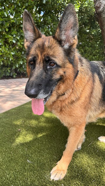 LAURA, a dog for adoption from Miami Dade Animal Services