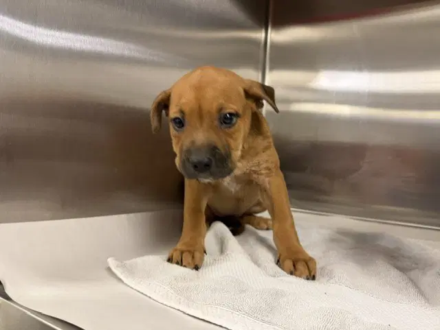 Ducky - Labrador Retriever