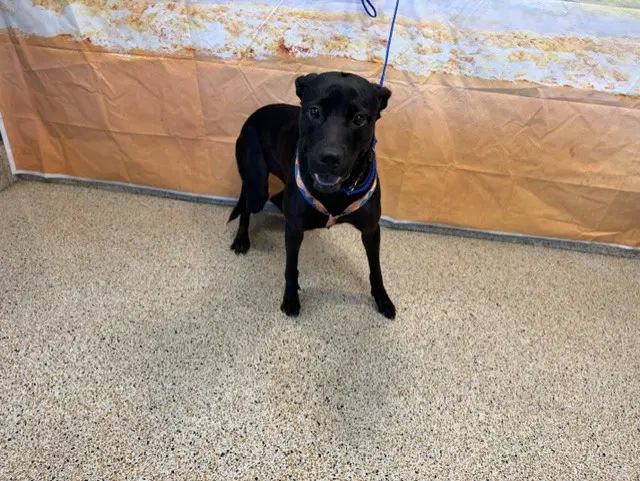 Sasha - Labrador Retriever