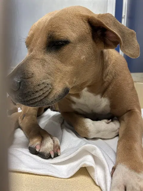Martha - American Bulldog