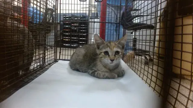 Michelle - Domestic Short Hair