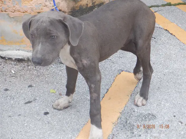 Aldo - American Bulldog