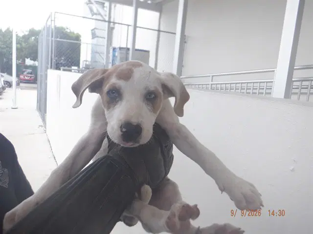 Brody - American Bulldog