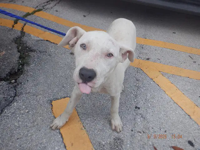 Carolina - American Bulldog