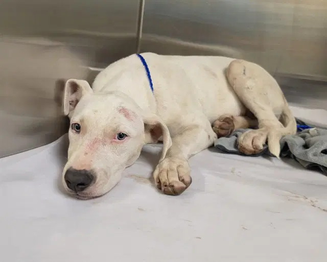 Ernesto - American Bulldog