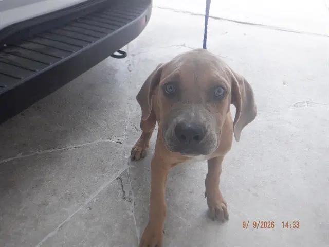 Fiorella - American Bulldog