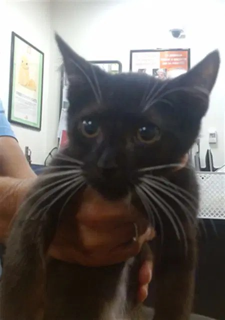 Shelly - Domestic Short Hair