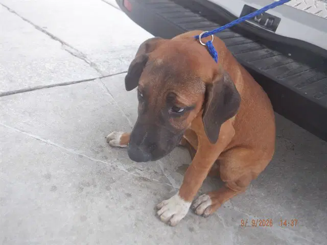 Giovanna - American Bulldog