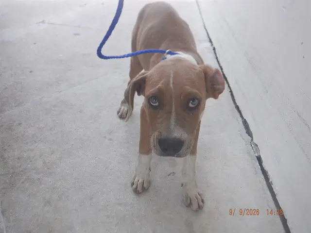 Hailey - American Bulldog