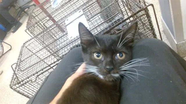 Annie - Domestic Short Hair