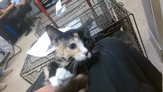 Cali - Domestic Short Hair