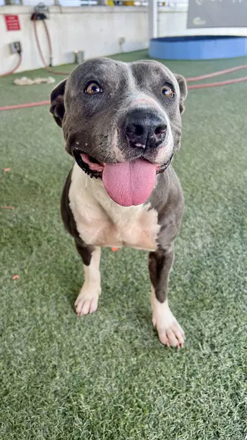 Jackie - American Bulldog