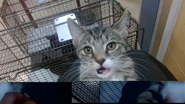 Rigby - Domestic Short Hair