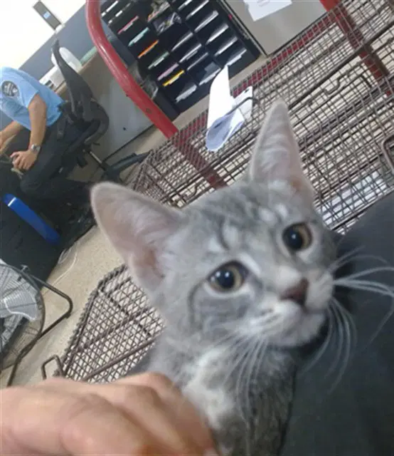 Mordicai - Domestic Short Hair