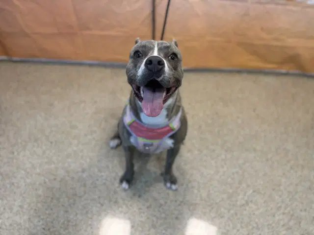 Pookie - American Bulldog