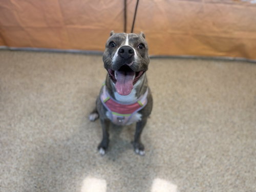 POOKIE, a dog for adoption from Miami Dade Animal Services