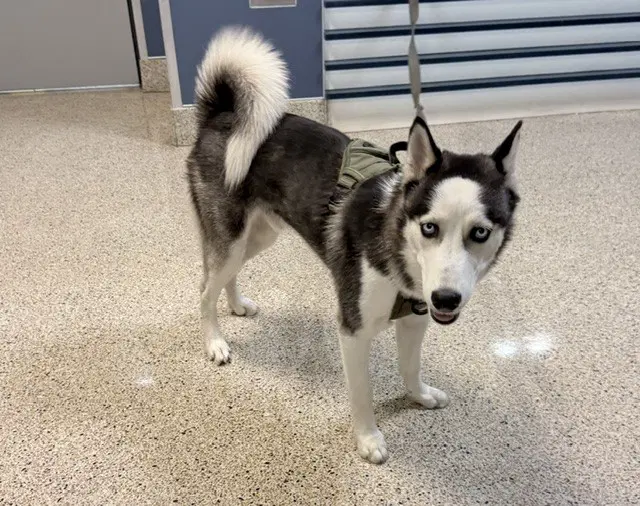 Lucky - Siberian Husky