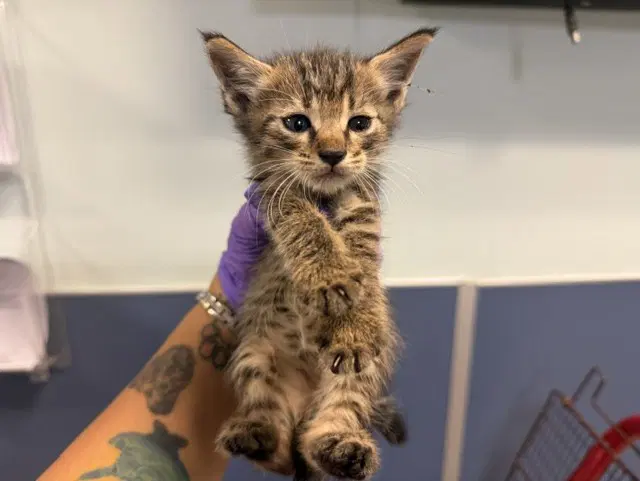 Sky - Domestic Short Hair