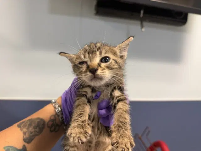 Binky - Domestic Short Hair