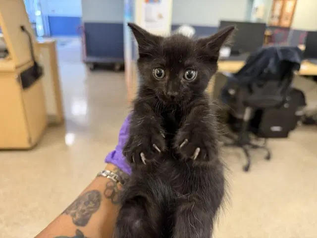 Maggie - Domestic Short Hair