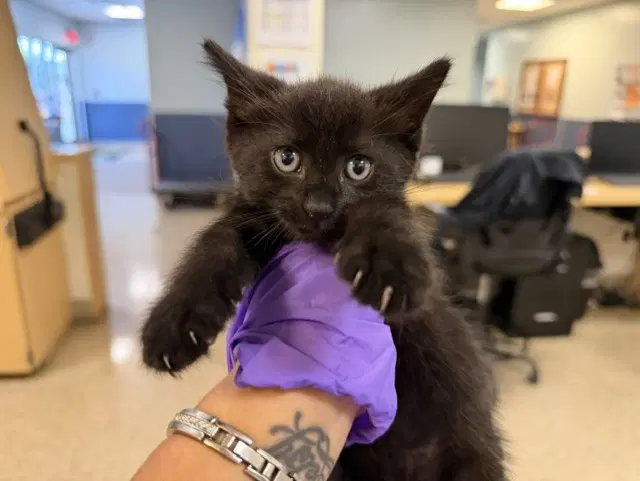 Mugali - Domestic Short Hair