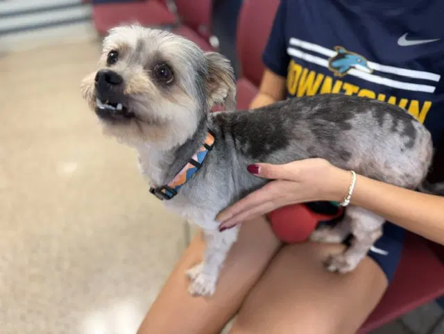 Milo - Yorkshire Terrier Yorkie